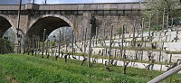Les vignes du Perreux