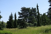 L'arboretum de Paris