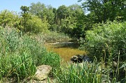 L'arboretum de Paris