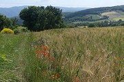 Plantes messicoles en bord de champ