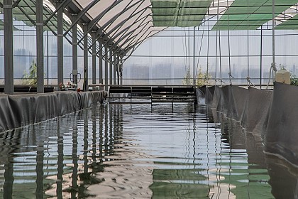 La Spiruline des Vikings