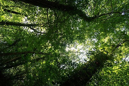 Forêt départementale de Sivens