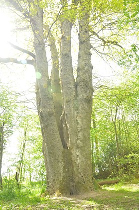 Chêne des Six Frères