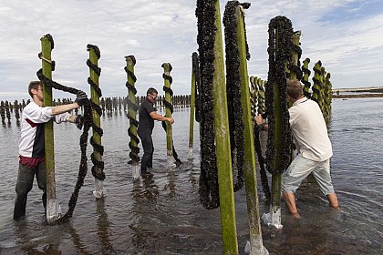 Les moules de bouchot à marée basse