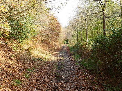 La forêt de la Lucerne