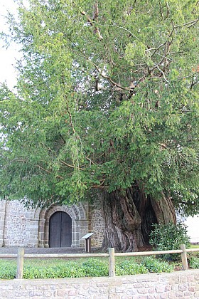 L'if millénaire de Saint-Ursin