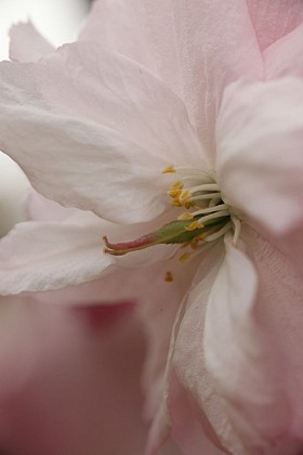 Prunus serrulata "Matsumae Hanagasa"
