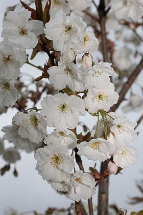Prunus serrulata "Matsumae Shizuka"