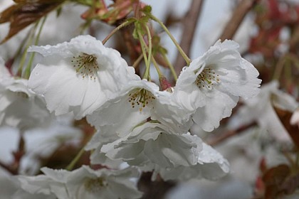 Prunus serrulata "Matsumae Shizuka"