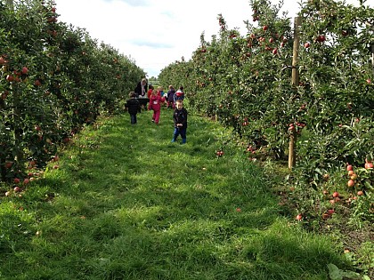 La Ferme de Gally - cueillette