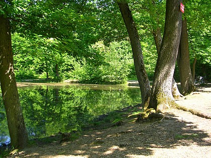 Etape 3 - La mare aux canes