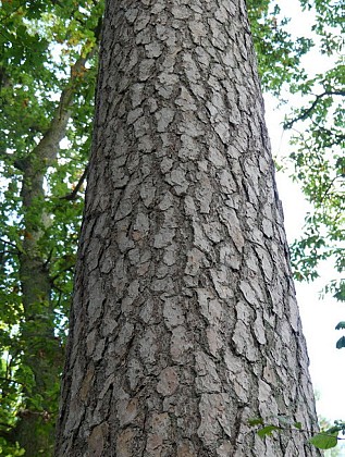 Le Pin du carrefour Arsène