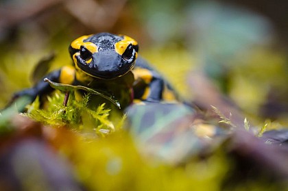 Salamandre tachetée