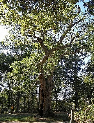 Le chêne de l'Hourmagne