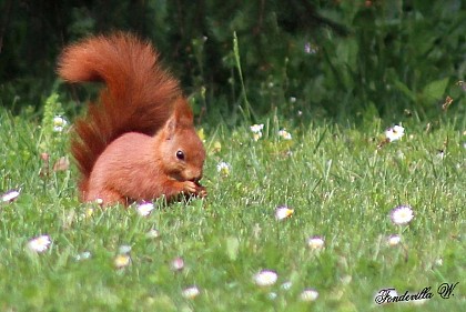 Écureuil roux