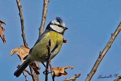 Mésange bleue