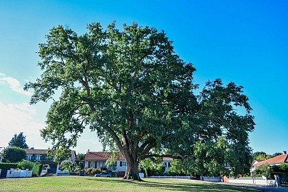 Chêne remarquable de Charroux