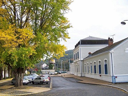 The ginkgos bilobas