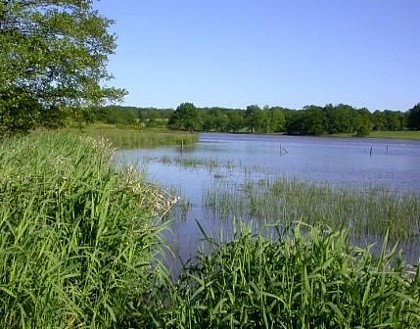 L'étang de Murat, observatoire ornithologique