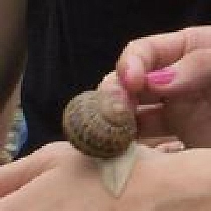 L'Escargot Vigeoyeux