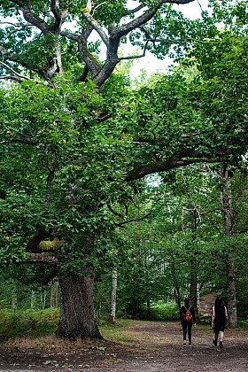 La forêt de Drouille