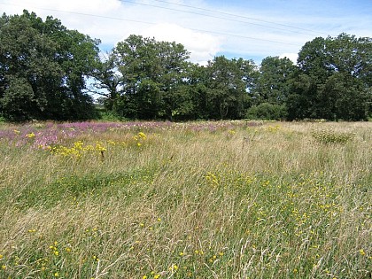 Marais de Chamborêt