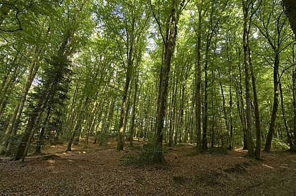 Les Rochers de la fôret de Chabrières