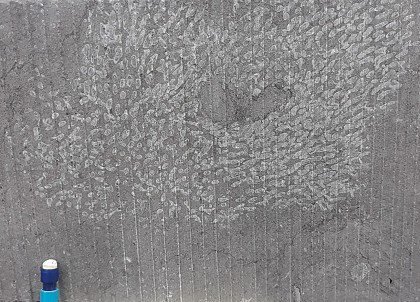 Une grande colonie du corail tabulé Syringopora