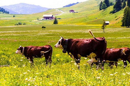 Plateau des Glières