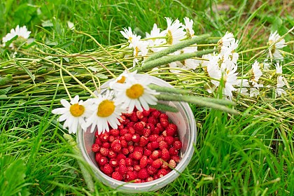 Aires de pique-nique de Douchy-Montcorbon