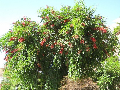 ARBRE A CRÊTE DE COQ