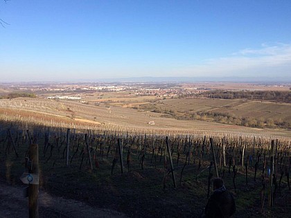 Point de vue du Dreispitz