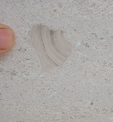 Des algues calcaires Solenopora