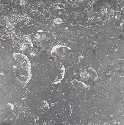 Des coraux rugueux solitaires Siphonophyllia