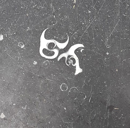 Des coquilles du mollusque Bellerophon