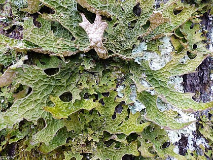 Le lichen pulmonaire
