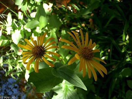 Doronic d'Autriche - Doronicum austriacum