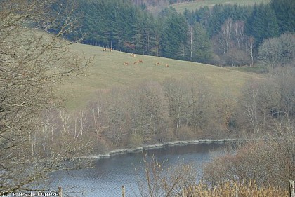 The Viam-Lestards national forest