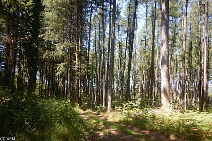 Histoire des plantations de résineux du Puy de Sarran