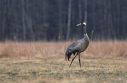 Observatoire de Amel