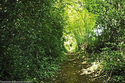 The boxwood path