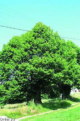 Lime trees in Les Essards