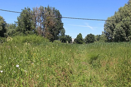 La prairie humide à hautes herbes