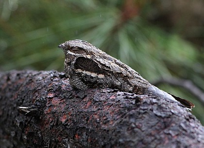 L’invisible engoulevent d’Europe