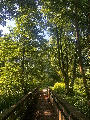 Roselière de Normanville