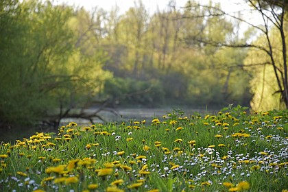 Aire de pique-nique - bords de la Cheuille
