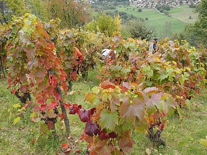 Les vignes (panneau d'information)