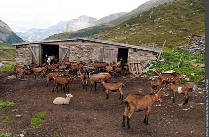 Alpages de Chapendu et Chèvrerie de Chavière