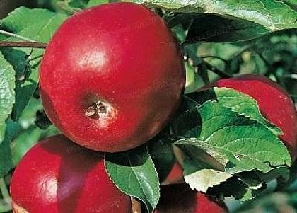 Verger conservatoire de la Ballastière