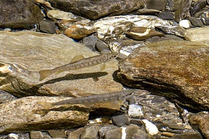 Brown trout in an adapted habitat